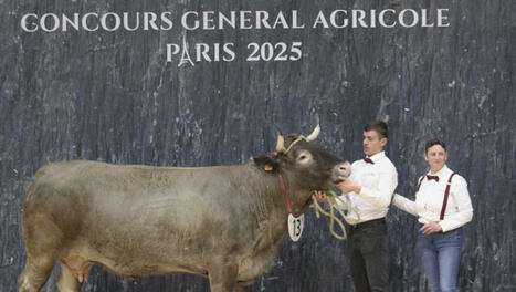Uniflore : une sacrée vache du Louron distinguée au salon agricole | Vallées d'Aure & Louron - Pyrénées | Scoop.it