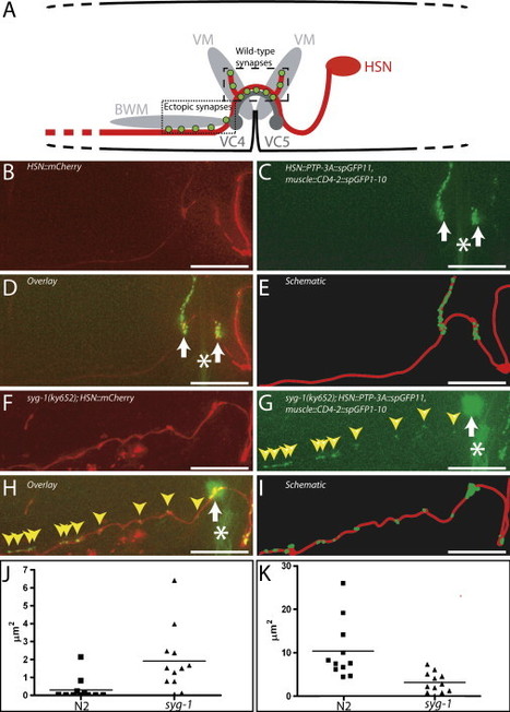 Neuron - GFP Reconstitution Across Synaptic Partners (GRASP) Defines Cell Contacts and Synapses in Living Nervous Systems | Plant Cell Biology and Microscopy | Scoop.it