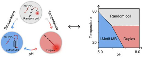 i-Motif DNA molecular beacon for microRNA detection | nar | RMH | Scoop.it