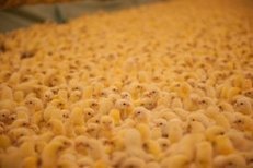 Vogelgriep Italië nog niet uitgedoofd | La Gazzetta Di Lella - News From Italy - Italiaans Nieuws | Scoop.it