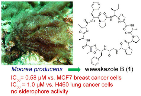 Wewakazole B, a Cytotoxic Cyanobactin from the Cyanobacterium Moorea producens Collected in the Red Sea | Natural Products Chemistry Breaking News | Scoop.it