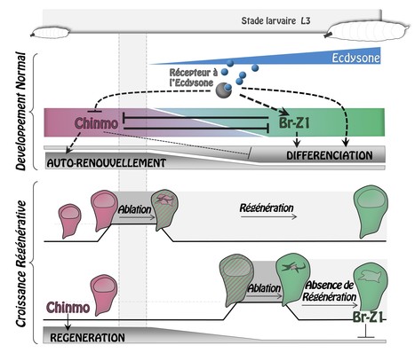 Quel signal limite la capacité de régénération des tissus ? | EntomoNews | Scoop.it