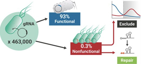 Empirical evaluation of all unique Cas9 protospacers in E. coli reveal widespread functionality and rules for gRNA design | nar | RMH | Scoop.it