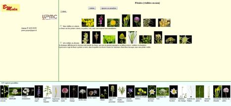Classification pour reconna&icirc;tre une plante - Application de l'Universit&eacute; UPMC - Utilisable d&egrave;s le cycle3 | Biodiversit&eacute; | Scoop.it