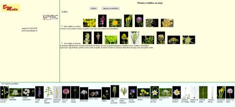 Classification pour reconnaître une plante - Application de l'Université UPMC - Utilisable dès le cycle3 | Biodiversité | Scoop.it