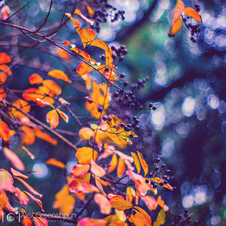 Whispers Of Autumn In Magical Photography By Alex Greenshpun | Design, Science and Technology | Scoop.it