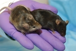 Scientists Inject Human Brain Cells Into Mice, Make Them Smarter | Longevity science | Scoop.it