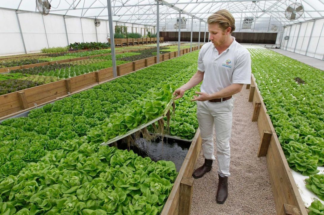 Houston natives' aquaponics farm is growing A