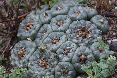 Campa&ntilde;a de Leslie Townsend : A cause I care about needs help | Ayahuasca News | Scoop.it