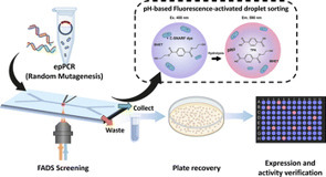 A fluorescence-activated droplet sorting assay for ultra-high-throughput screening of PET hydrolases based on a pH indicator | RSC | RMH | Scoop.it