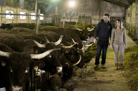 Avec l'opération « Made in Viande », les filières bétail et viande du Puy-de-Dôme s'ouvrent aux consommateurs du 24 au 31 mai | Actualité Bétail | Scoop.it