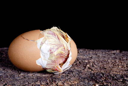 Do Unhatched Chicks Sleep and Wake In Their Eggs? | Science News | Scoop.it