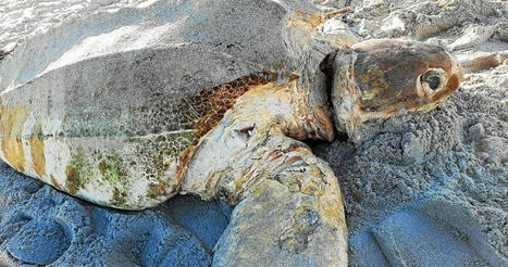 La tortue luth échouée à Saint-Pabu est la quinzième en 2020 sur la façade Atlantique - Saint-Pabu - Le Télégramme | Biodiversité | Scoop.it