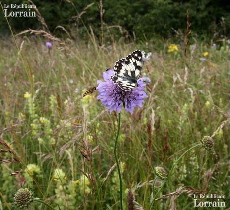 Lutte biologique dans le Pays de Sarrebourg : les papillons à la loupe | EntomoNews | Scoop.it