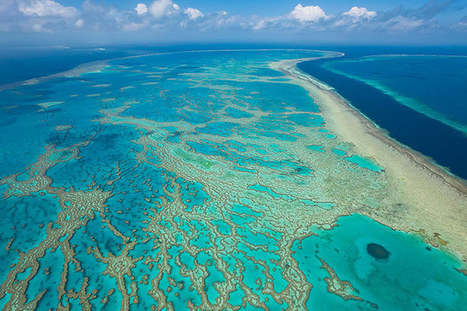 Australia's Great Barrier Reef Is Dying: What we stand to lose | OUR OCEANS NEED US | Scoop.it