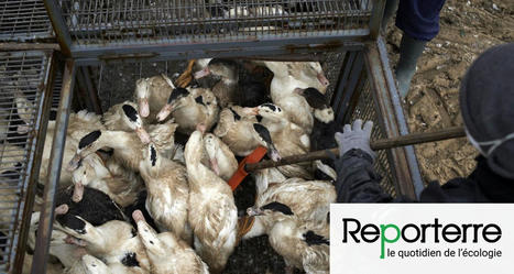 « C’est pire que tout » : la grippe aviaire ravage les élevages | Toxique, soyons vigilant ! | Scoop.it