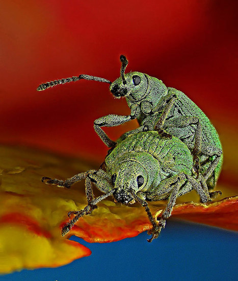 Le monde microscopique dévoile ses trésors cachés | Variétés entomologiques | Scoop.it