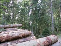 Traitement phytosanitaire : la filière bois tire la sonnette d'alarme | Toxique, soyons vigilant ! | Scoop.it