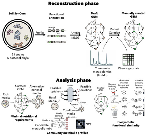 Genome-scale metabolic models for a synthetic soil microbial community as a path for understanding community functioning | brveco | RMH | Scoop.it