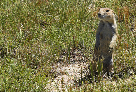 Relocating Prairie Dogs a Hard, Successful Sell in Wyoming - New West | Prairie and Grassland Ecosystems | Scoop.it