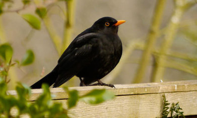 Blackbird singing in the dead of night | Nature Flash | Scoop.it