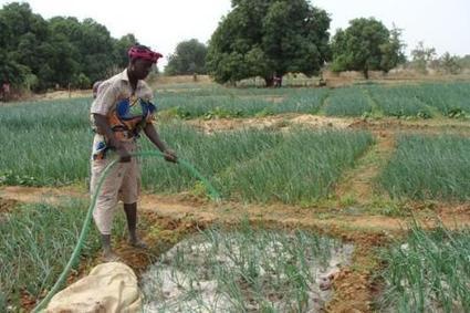 Le Burkina Faso regagne 300 000 hectares de terres grâce à des méthodes d’agriculture durable | Questions de développement ... | Scoop.it