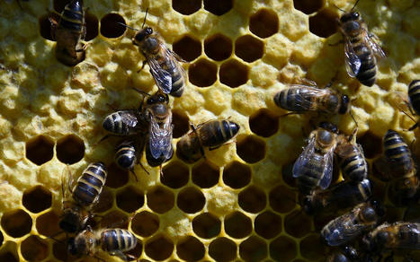Europe : les nouveaux objectifs pour sauver la biodiversit&eacute; | Environnement et technique | Scoop.it