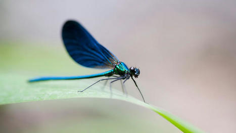 Canosphère sort son premier livre consacré aux libellules | Variétés entomologiques | Scoop.it