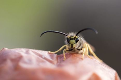 Prolifération des guêpes : "Sur 1 000 espèces recensées, seules cinq sont agressives et peuvent avoir des conséquences" | Variétés entomologiques | Scoop.it