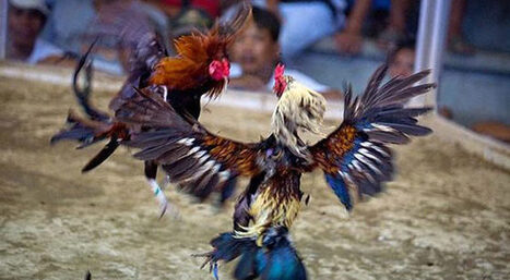 Ciri Fisik Dan Tradisi Sabung Ayam Filipina Yan