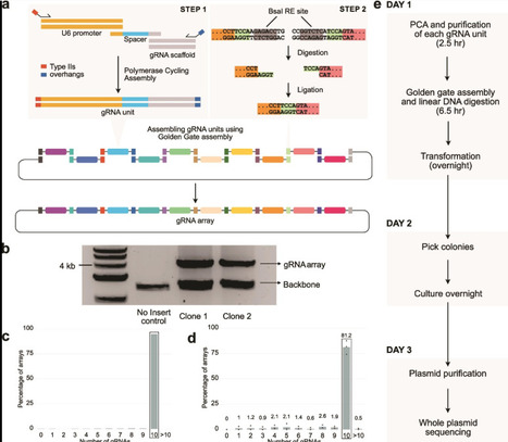 RAPID-DASH: fast and efficient assembly of guide RNA arrays for multiplexed CRISPR-Cas9 applications | sbio | RMH | Scoop.it