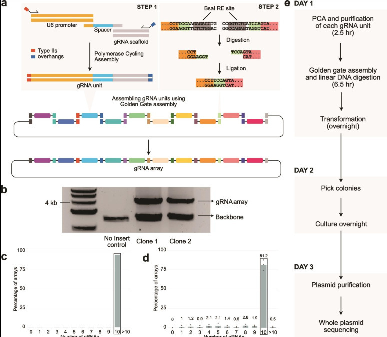 RAPID-DASH: fast and efficient assembly of guid...