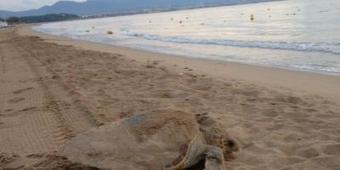 [08/08] Une tortue vient pondre sur la plage de St-Aygulf... | Puget sur Argens | Scoop.it