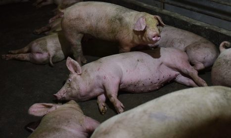 Fears grow of a swine fever epidemic in China&nbsp; | ASIES | Scoop.it