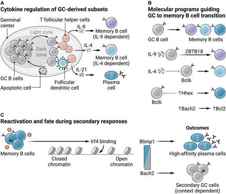#immunology #bcells #science #immunity | Nicola Ferrari | Immunology | Scoop.it