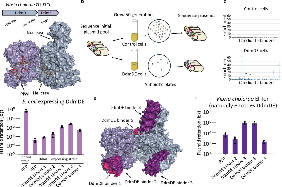 Synthetically designed anti-defense proteins ov...