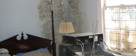 Mold and Your Health: What You Need to Know | Common Medical Questions | Medical and Health | Scoop.it