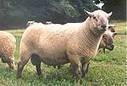 Elevage - AGRILIANET - Le portail régional de l'agriculture et de l'agroalimentaire des Pays de la Loire - CRAPL | SCIENCES DE L' ANIMAL | Scoop.it