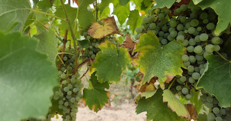 Les vendanges ont commenc&eacute; avec plus d'un mois d'avance, la saison s'annonce mauvaise pour les viticulteurs de Gascogne - ICI | Landes - Conseils municipaux & communautaires | Scoop.it