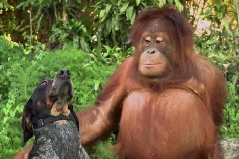 The psychology of video advertising | consumer psychology | Scoop.it