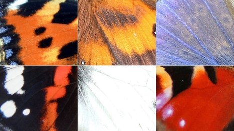 Identify garden butterflies by wings | Insect Archive | Scoop.it