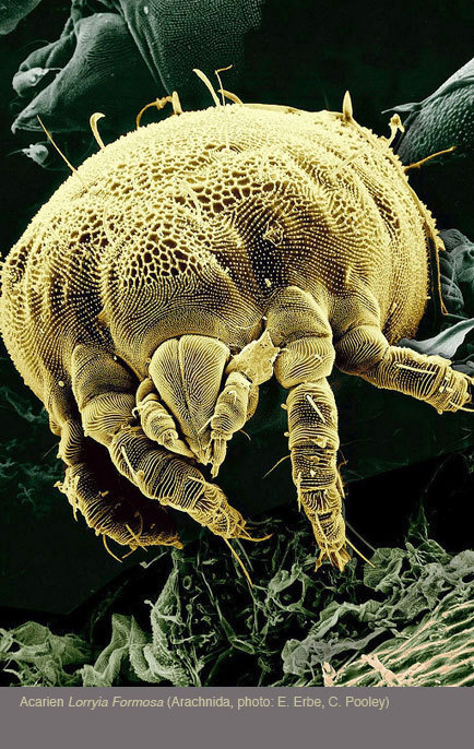 Les acariens font partie de la classe des Arachnides | Variétés entomologiques | Scoop.it