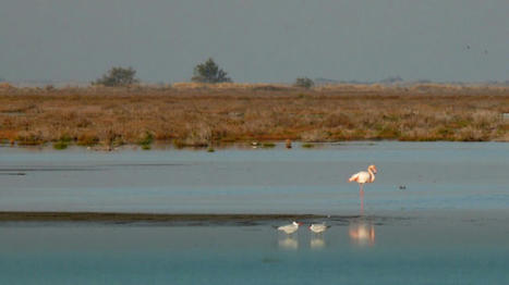 La pollution des eaux de la Camargue : l’action humaine mise en cause | Histoires Naturelles | Scoop.it