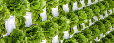 AFRICA: Food security and sustainable financing | AFRIQUES | Scoop.it