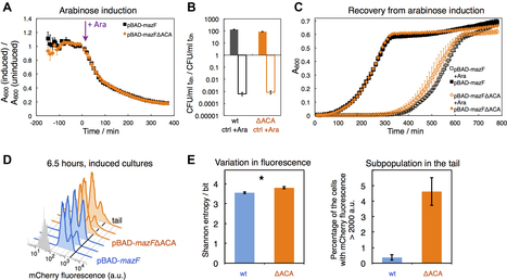 Autoregulation of mazEF expression underlies growth heterogeneity in bacterial populations | RMH | Scoop.it