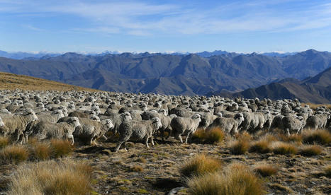 New Zealand Considers Charging Farmers for Livestock Emissions - EcoWatch.com | Agents of Behemoth | Scoop.it