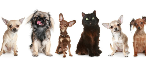 'A Cat is Not a Dog' and Other Advice for Blended Learning Teachers (EdSurge News) | TechEducation | Scoop.it