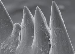 Jawless vertebrate had world's sharpest teeth | Amazing Science | Scoop.it
