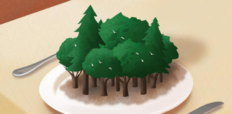 Peut-on rendre la forêt « nourricière » ? La proposition du jardin-forêt | ECOLOGIE - ENVIRONNEMENT | Scoop.it