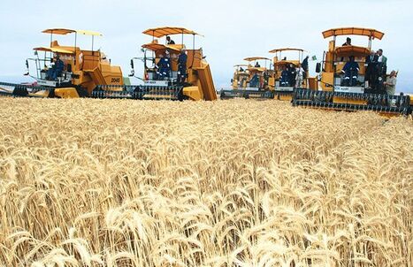 ALGERIE : PLF–2026/SÉCURITÉ ALIMENTAIRE : Des projets balisent la voie  | CIHEAM Press Review | Scoop.it